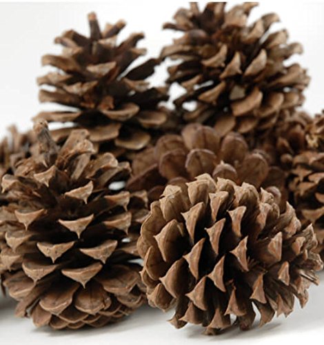 DFS 1KG Natural Fir Pine Austriaca Cones Florist Xmas Wreaths Garlands Wedding Christmas - Gift Guide