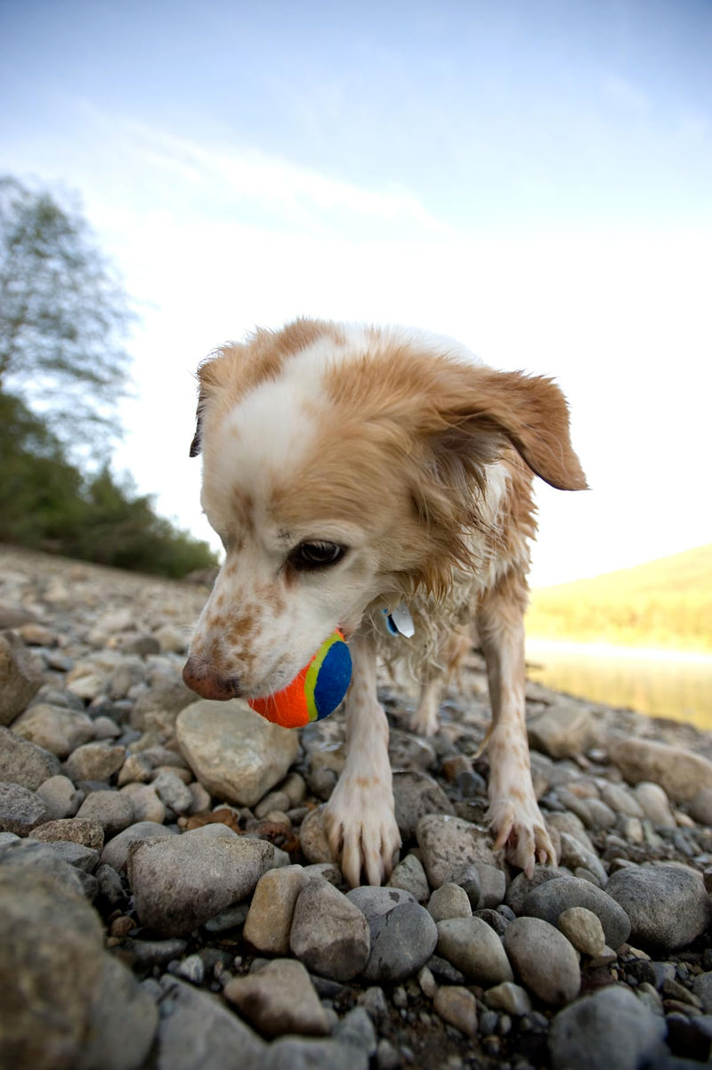 ChuckIt! The Whistler Ball, Durable High Bounce Rubber Dog Ball, Launcher Compatible, Orange & Blue, Medium, 2 Pack - Gift Guide