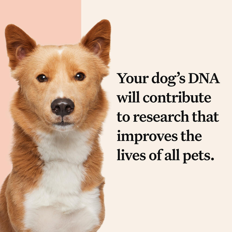 Wisdom Panel Premium: Most Comprehensive Dog DNA Test for 260+ Health Tests | Accurate Breed ID and Ancestry | Traits | Relatives | Behaviours | Vet Consult - Gift Guide