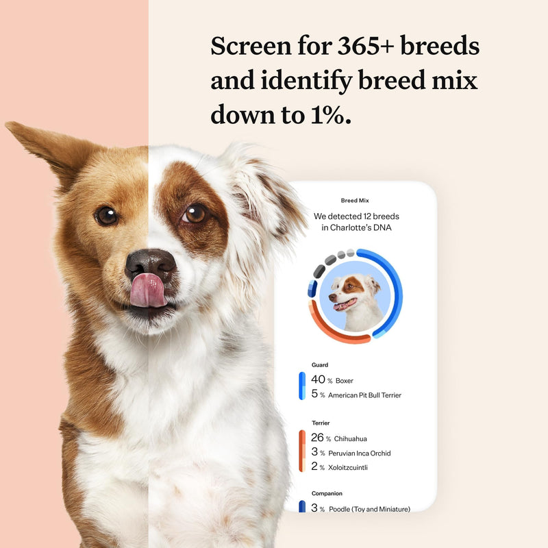 Wisdom Panel Premium: Most Comprehensive Dog DNA Test for 260+ Health Tests | Accurate Breed ID and Ancestry | Traits | Relatives | Behaviours | Vet Consult - Gift Guide