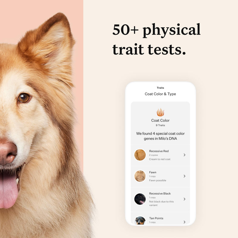 Wisdom Panel Premium: Most Comprehensive Dog DNA Test for 260+ Health Tests | Accurate Breed ID and Ancestry | Traits | Relatives | Behaviours | Vet Consult - Gift Guide