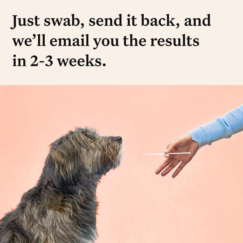 Wisdom Panel Premium: Most Comprehensive Dog DNA Test for 260+ Health Tests | Accurate Breed ID and Ancestry | Traits | Relatives | Behaviours | Vet Consult - Gift Guide